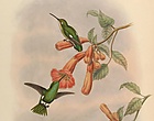 MonographTrochiSupplementGoul 0326 (cropped) Panychlora stenura.jpg