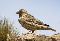 Petronia petronia, Giresun 2017-07-07 01-1.jpg