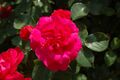 Rote Woge (Meilland 1990).JPG