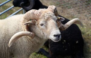 A Portland ram at Shipley, West Sussex, England.JPG