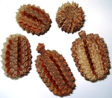 Allocasuarina decaisneana - Cones.JPG