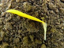 Arnica montana, one flower.JPG