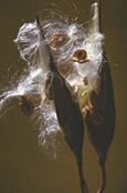 Ascelpias incarnata seed.jpg