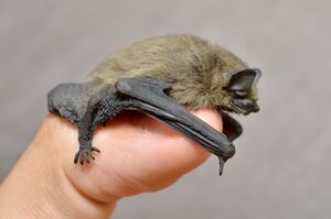 Bats are smaller than one generally thinks... (5933690662).jpg