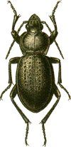 Carabus hungaricus var. mingens Jacobson.png