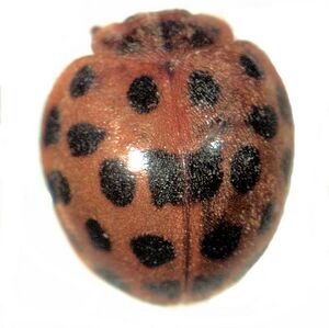 Epilachna vigintioctopunctata.jpg