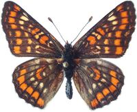 Euphydryas maturna maturna dorsal.jpg