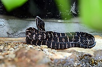 Gloydius saxatilis.jpg