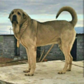 Курдский мастиф