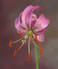 Lilium cernuum.jpg