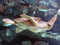 Loggerhead Sea Turtle.jpg