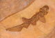 Paraorthacodus.jpg