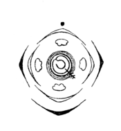 Sanguisorba officinalis flowerdiagram.png