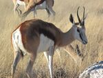 Springbock en Namibie.JPG