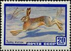 The Soviet Union 1960 CPA 2403 stamp (European Hare).jpg