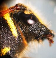 Widderbock (Clytus arietis),01.JPG