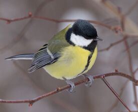 Синица (Parus major, fem), Битцевский лес.jpg