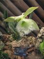 Орхидея Rhyncholaelia digbyana