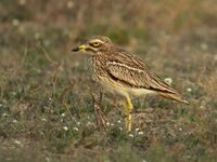 Burhinus oedicnemus insularum Lanzarote 1.jpg