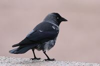 CROP. Corvus monedula, naakka, Naantalin hautausmaa, Naantali, 8.11.2011..jpg