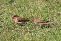 Carpodacus erythrinus Haukipudas 20120519 01.JPG