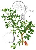 Crescentia alata Blanco2.327-cropped.jpg