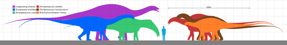Dicraeosauridae Scale.svg