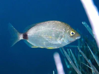 Diplodus annularis Minorca.jpg