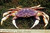 A crab in the grass, alongside a ruler, exhibiting a purple body and five pairs of yellow legs.