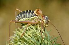 Ephippiger ephippiger male (7973695420).jpg