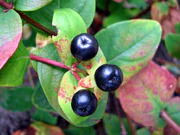 Hypericum androsaemum Dziurawiec barwierski fruit 1.jpg