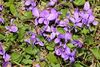IKAl 20130416 Veilchen1c.jpg