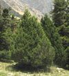 Juniperus foetidissima, Aladağlar Mountains 2.jpg