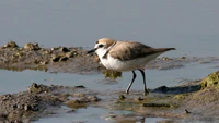 Kentish Plover (Charadrius alexandrinus).jpg