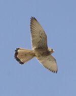 Lesser Kestrel (Falco naumanni).jpg