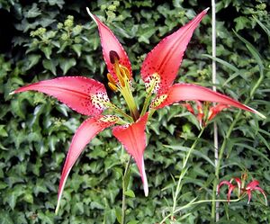 LiliumCatesbaeiFlora1.jpg