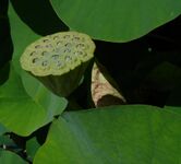 Lotus jdp.jpg