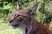 Lynx lynx-4.JPG