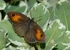 Maniola telmessia female 1.jpg