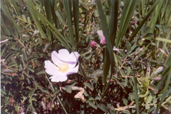 North Dakota Knife River Village Prairie Rose.jpg