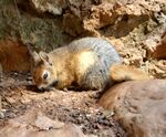 Sciurus anomalus - Jeita Grotto.jpg