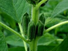 Sesamum indicum fructus.jpg