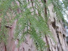 Taiwania cryptomerioides2.jpg
