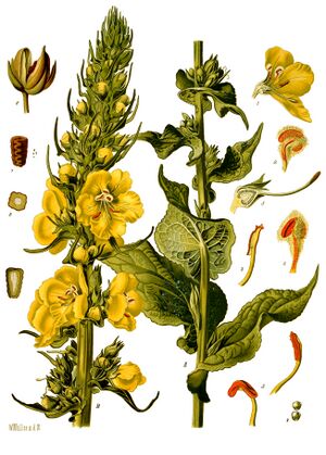 Verbascum phlomoides - Köhler–s Medizinal-Pflanzen-144.jpg