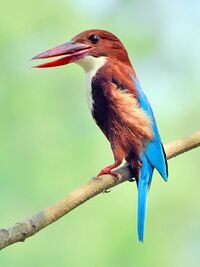 White-throated kingfisher (Halcyon smyrnensis) Photograph by Shantanu Kuveskar.jpg