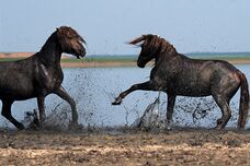 Wild horses5.jpg