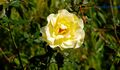 Autumn roses, Botanic Gardens, Belfast (3) - geograph.org.uk - 984833.jpg