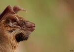 Black-bearded tomb bat.jpg