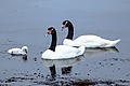 Black-necked Swans (Cygnus melancoryphus), near Chacao, Chile (25184819835).jpg