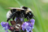Bombus.subterraneus.-.lindsey.jpg